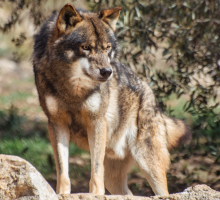 Lobo